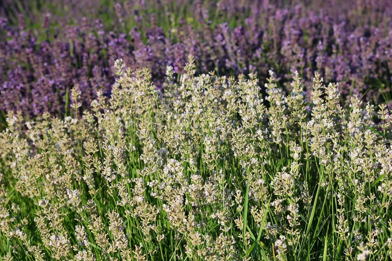 Echter Lavendel Gehölz Lavandula angustifolia 'Alba' von Stauden Gänge, blühender Lavendelstrauch mit silbrigen Blättern