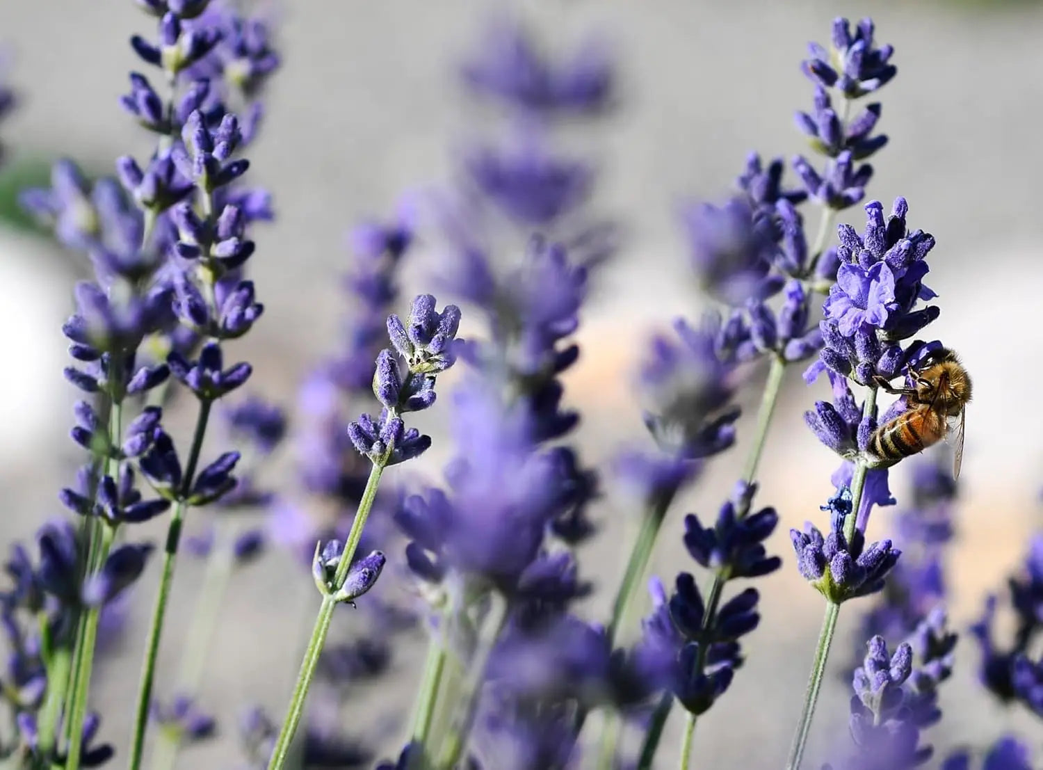 Kleiner blauer Lavendel 'Dwarf Blue' im Garten, Stauden Gänge, Lavandula angustifolia, Echter Lavendel, Gehölz