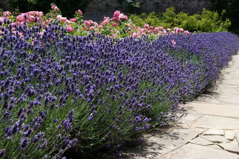 Kleiner Lavendel (Lavandula angustifolia 'Dwarf Blue') als Gehölz, mit silbrigen Blättern und blauen Blüten, von Stauden Gänge.