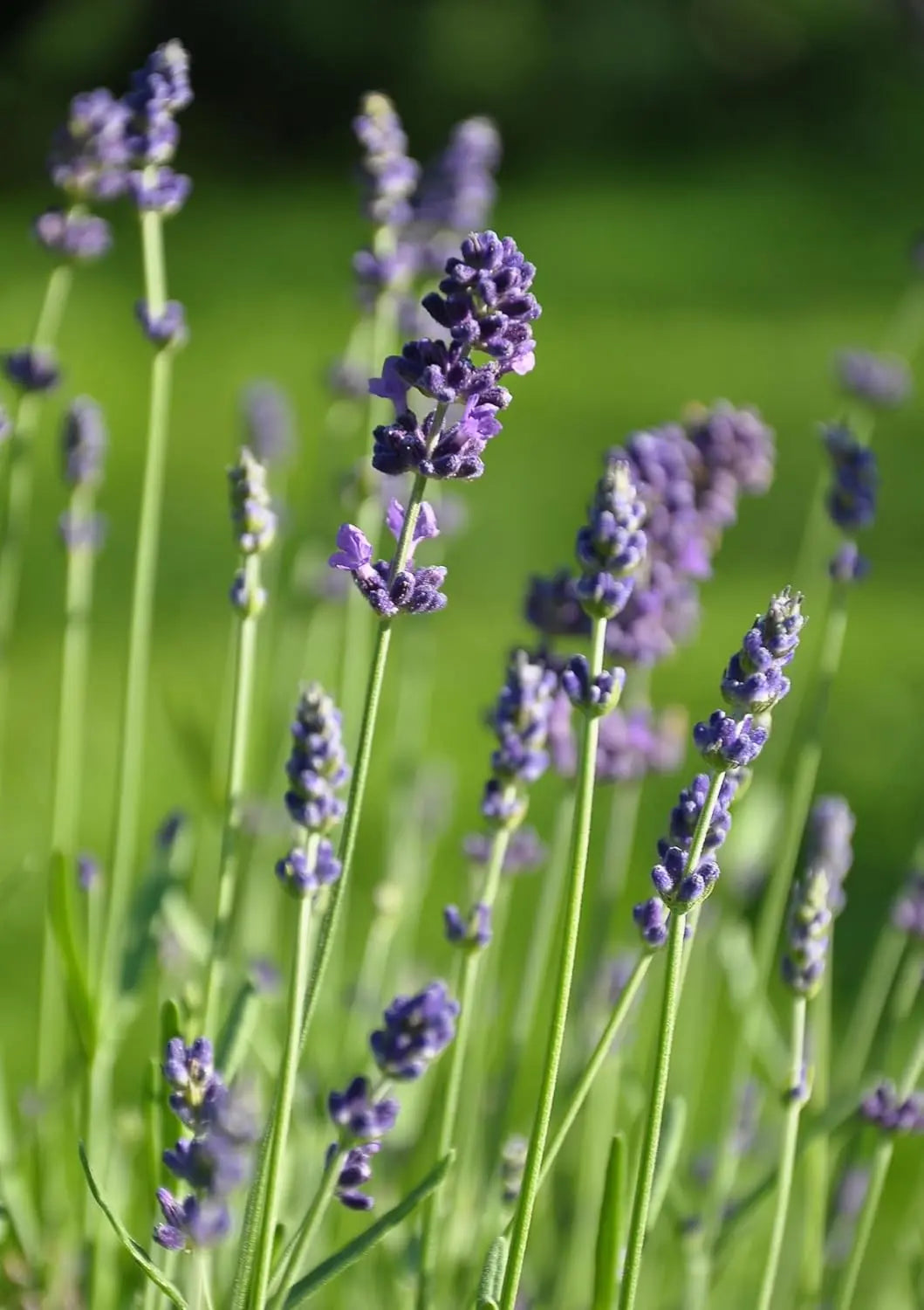 Gehölz Lavandula angustifolia 'Dwarf Blue' von Stauden Gänge, echter Lavendel mit blauen Blüten, dekoratives Lavendel-Strauch.