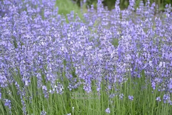 Gehölz Lavandula angustifolia 'Dwarf Blue' von Stauden Gänge, echter Lavendel mit blauen Blüten und buschigem Wuchs.