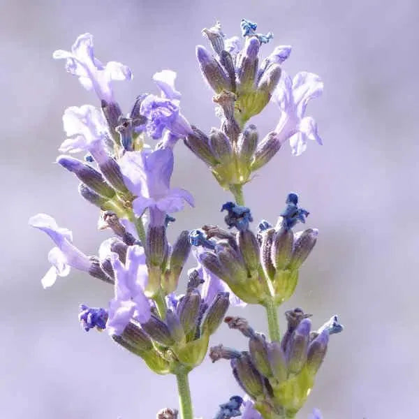 Kleines Gehölz Lavandula angustifolia 'Dwarf Blue' Echter Lavendel, Stauden Gänge, mit blauen Blüten und grünen Blättern.