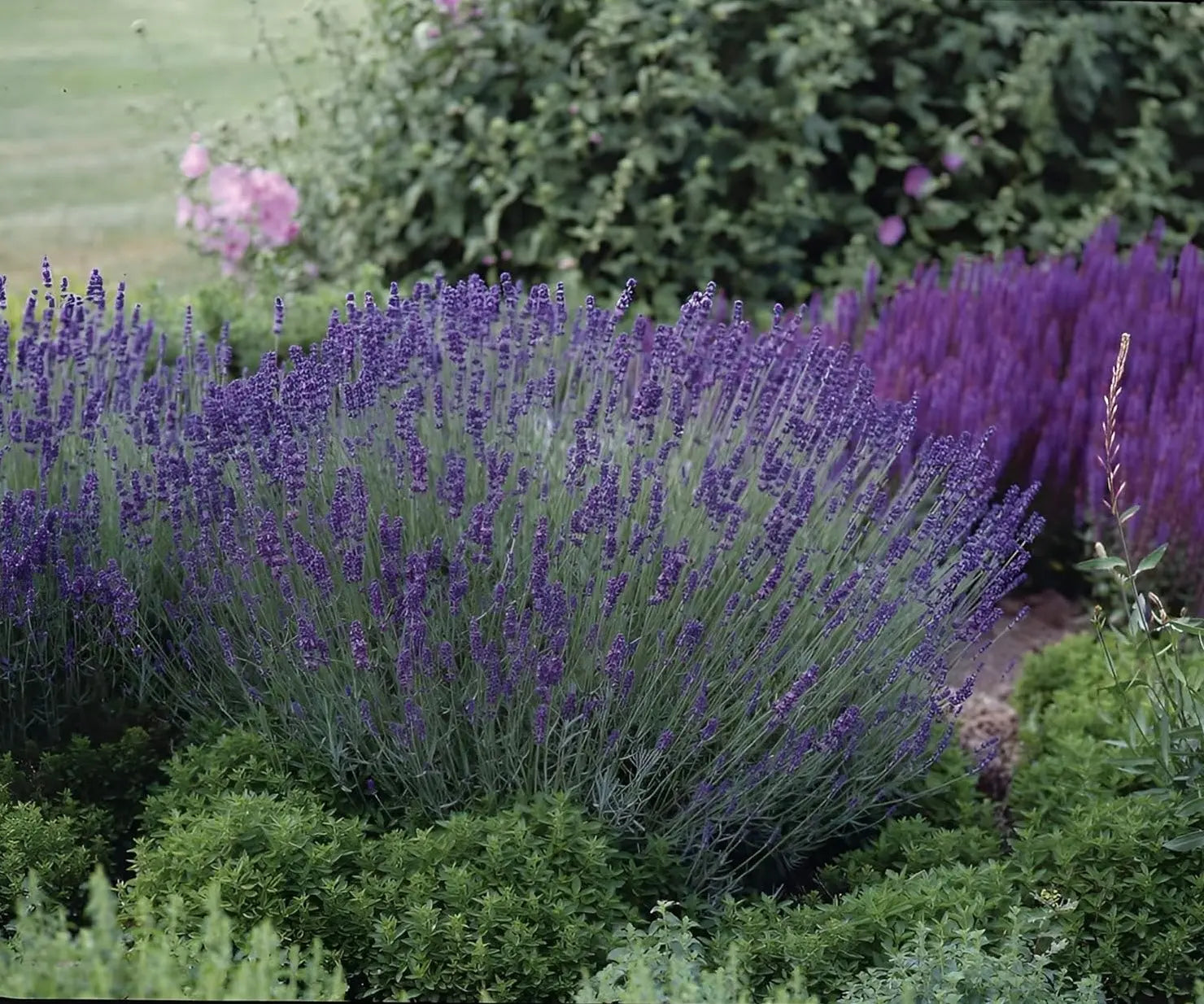 Echter Lavendel Gehölz Lavandula angustifolia 'Essence Purple' mit blauen Blüten und grünem Laub, im Garten gepflanzt.