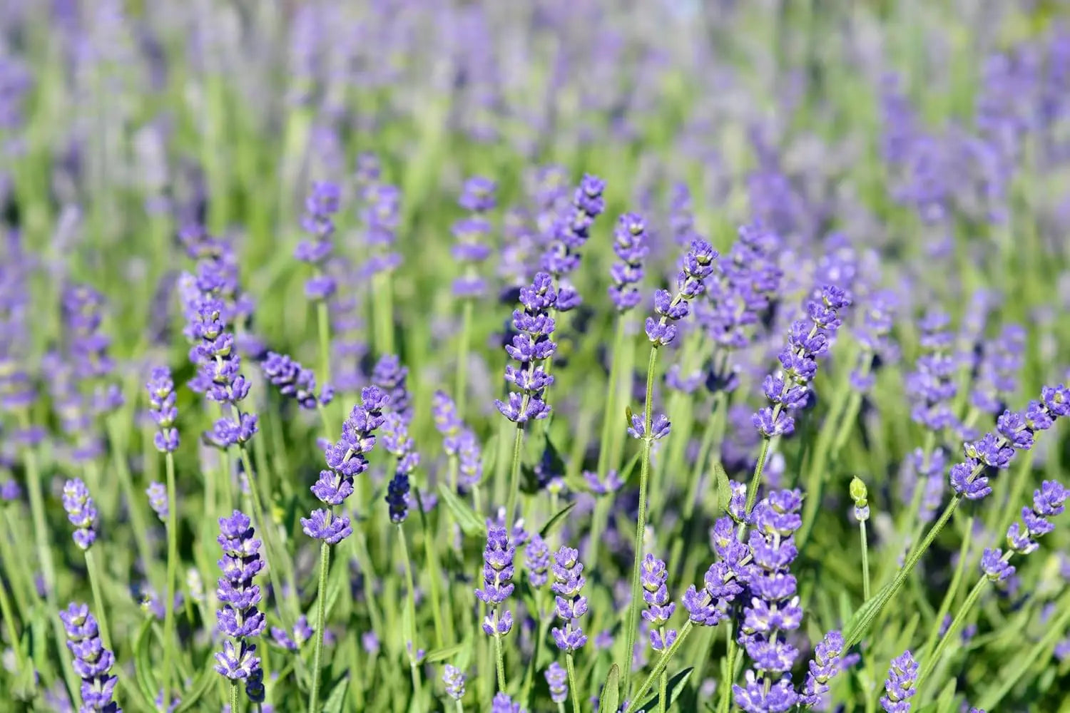 Echter Lavendel Gehölz Lavandula angustifolia 'Essence Purple' in natürlichem Gartenumfeld, blühend mit violetten Blüten.