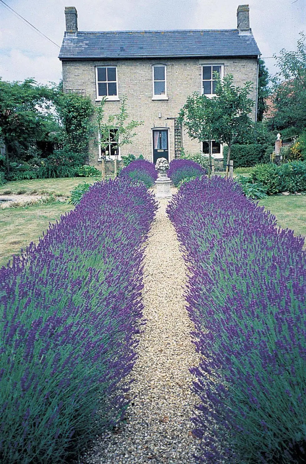 Echter Lavendel Lavandula angustifolia 'Essence Purple' als Gehölz, mit grün-lila Blättern und blauen Blüten, Stauden Gänge