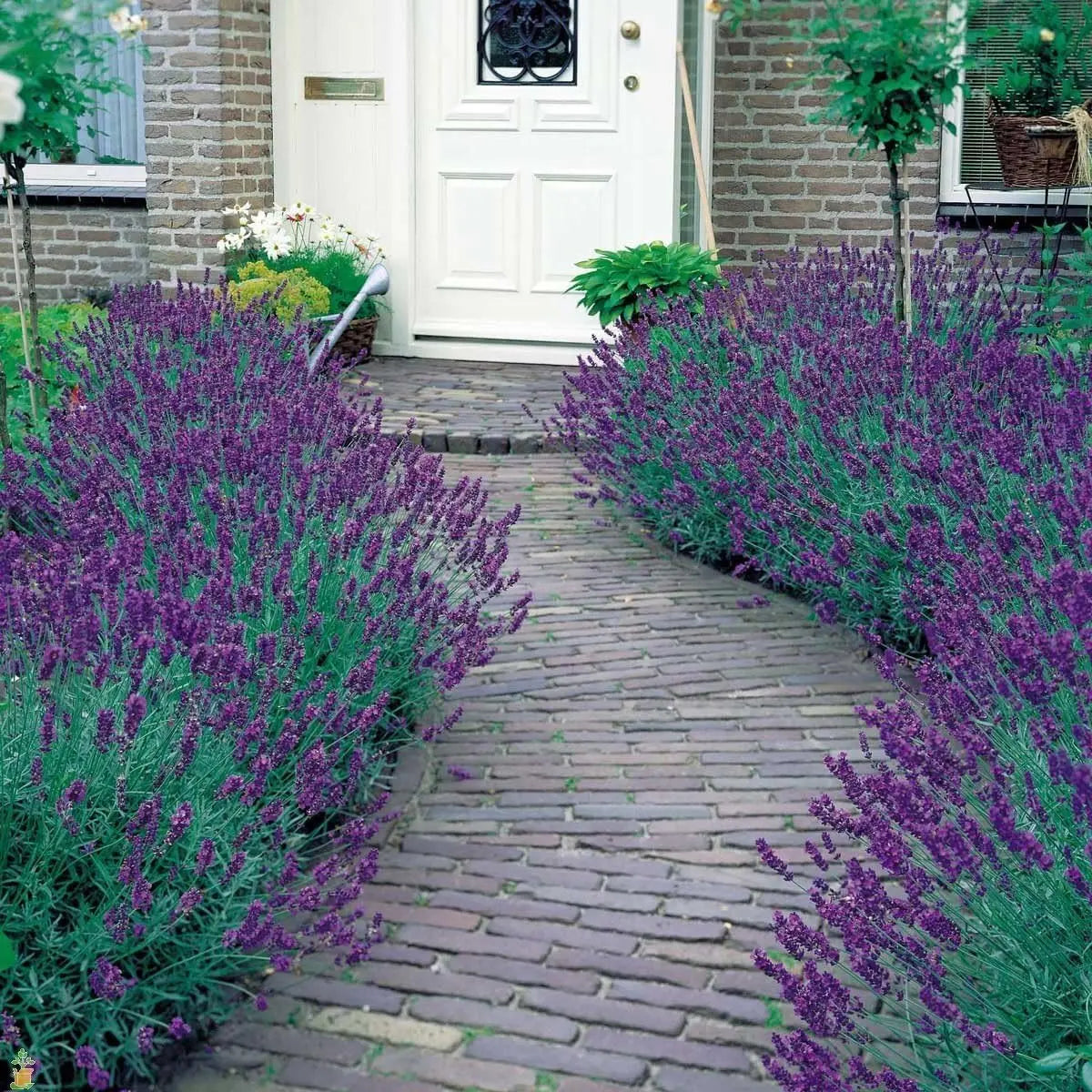Echter Lavendel Lavandula angustifolia 'Essence Purple' als Gehölz, mit bläulichen Blüten und silbrigen Blättern, Stauden Gänge.