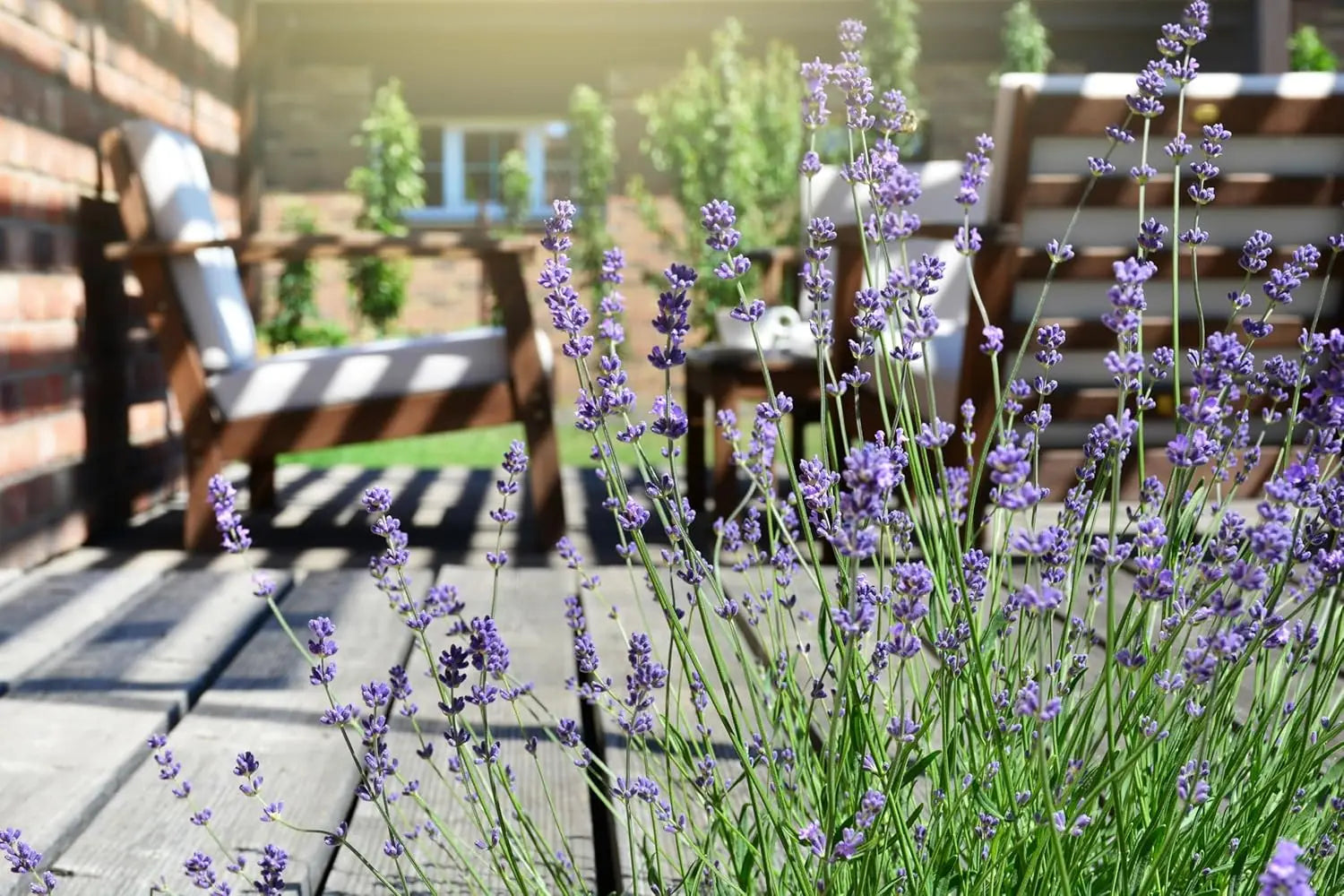 Echter Lavendel Gehölz Lavandula angustifolia 'Hidcote Blue' von Stauden Gänge, blühende lavendelfarbene Pflanze in Garten.