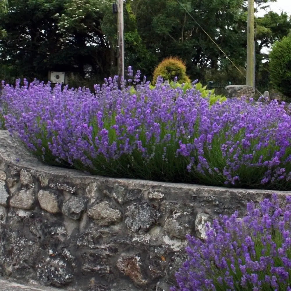Echter Lavendel Lavandula angustifolia 'Hidcote Blue' als Gehölz, mit blauen Blüten und silbrigen Blättern, Stauden Gänge.