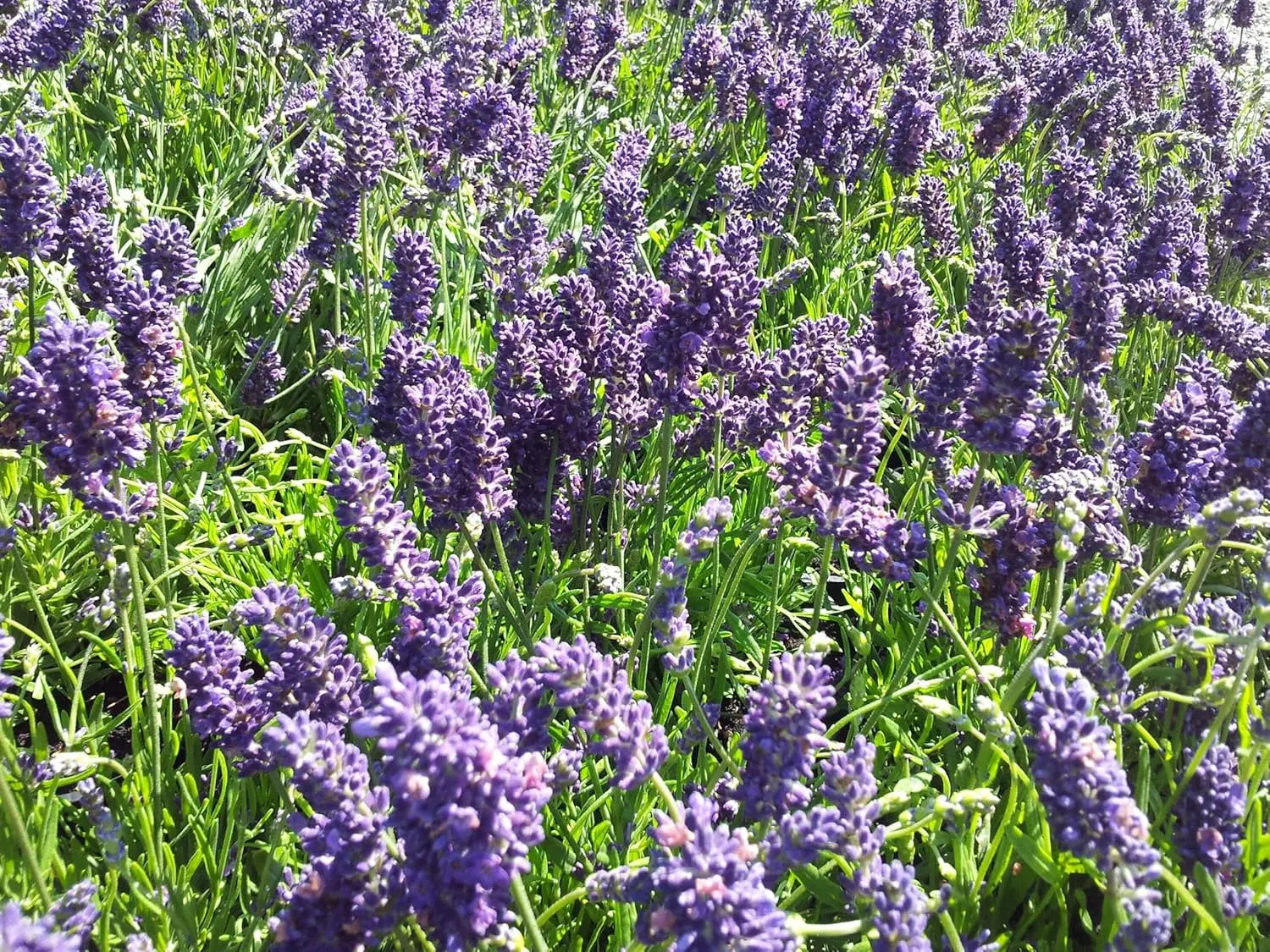 Gehölz Lavandula angustifolia 'Munstead' Echter Lavendel von Stauden Gänge, blühender Lavendelstrauch mit lila Blüten