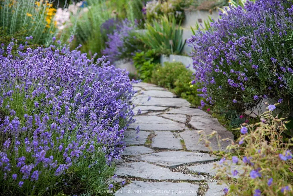 Echter Lavendel Lavandula angustifolia 'Munstead' als Gehölz, mit silbrigen Blättern und blauen Blüten, Stauden Gänge.