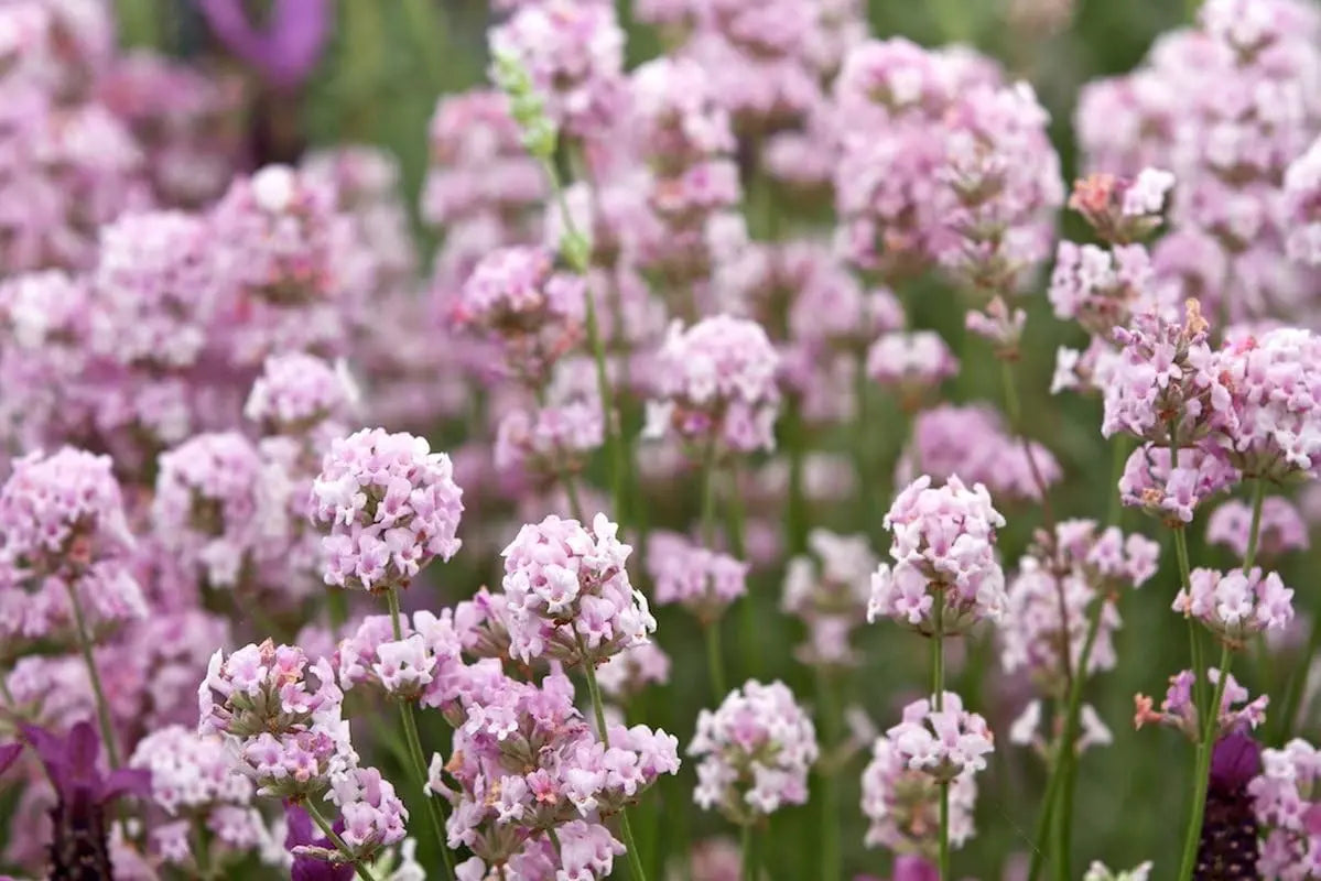 Echter Lavendel Gehölz Lavandula angustifolia 'Rosea' von Stauden Gänge, blühende rosa Lavendelpflanze im Garten