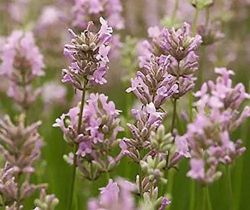 Echter Lavendel Lavandula angustifolia 'Rosea' als Gehölz, mit rosa-blauen Blüten und grünen Blättern, Stauden Gänge.