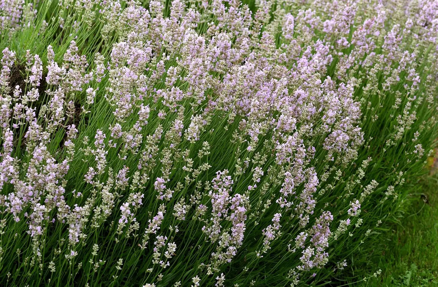 Echter Lavendel Gehölz Lavandula angustifolia 'Rosea' von Stauden Gänge, blühende rosa Lavendelpflanze im Garten.