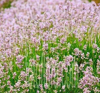 Echter Lavendel Lavandula angustifolia 'Rosea' als Gehölz, mit rosa Blüten und grünem Laub, Stauden Gänge.