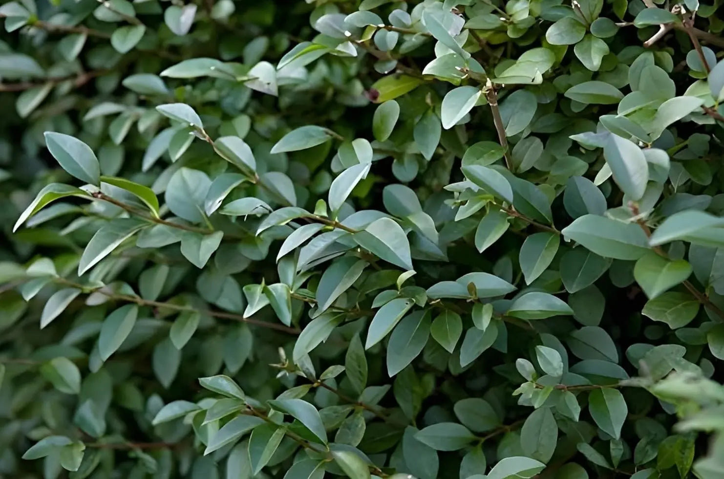 Stauden Gänge Glänzender Liguster Gehölz, dichtes grünes Laub, ideal für Hecken und Sichtschutz, natürliche Gartenpflanze