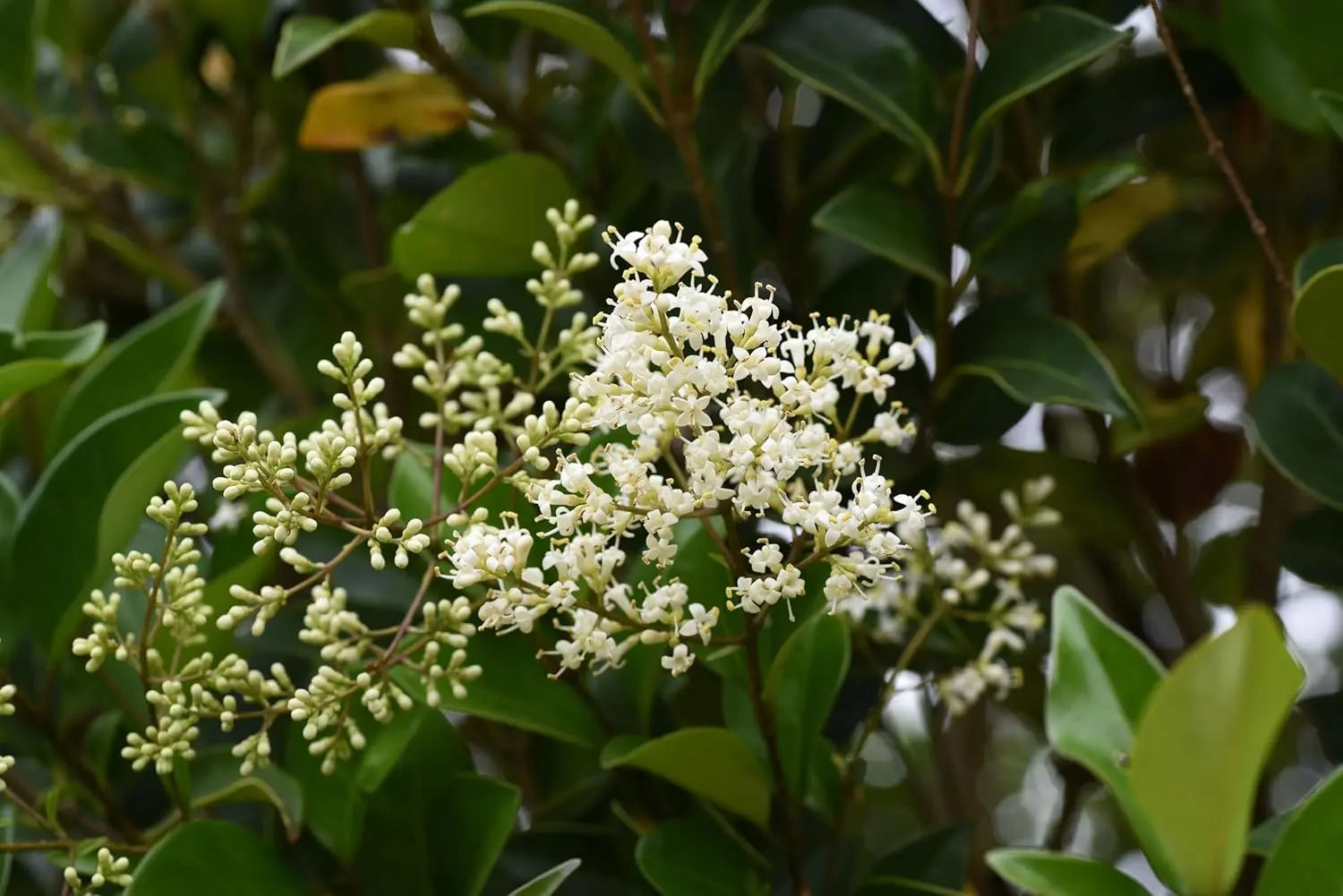 Geschnittener Ligustrum lucidum, glänzender Liguster, Gehölz von Stauden Gänge, grüne Blätter, frisches Laub, Gartenpflanze