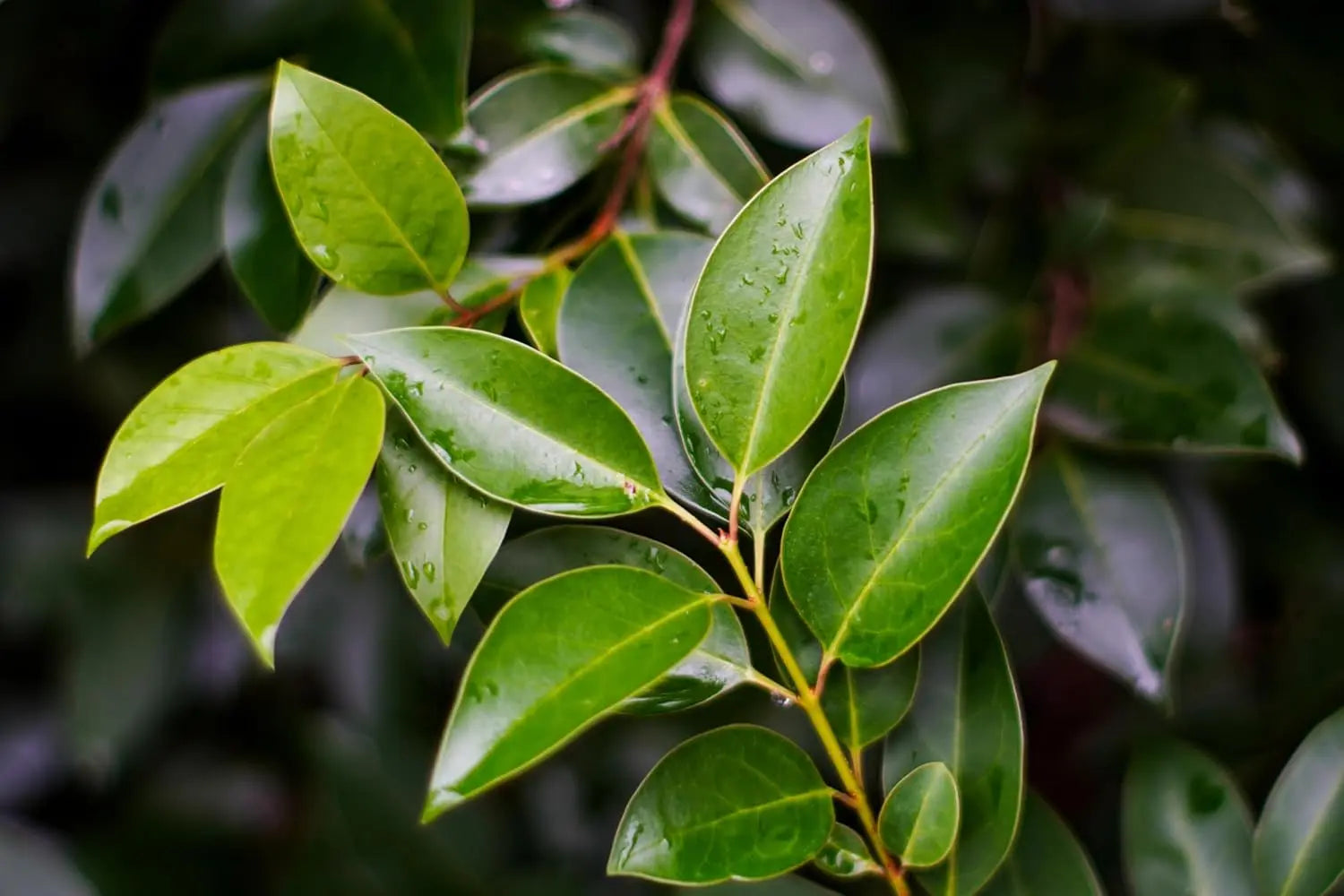 Hochwertiges Ligustrum lucidum Gehölz von Stauden Gänge, glänzender Liguster mit grünen Blättern, naturbelassen und gepflegt.