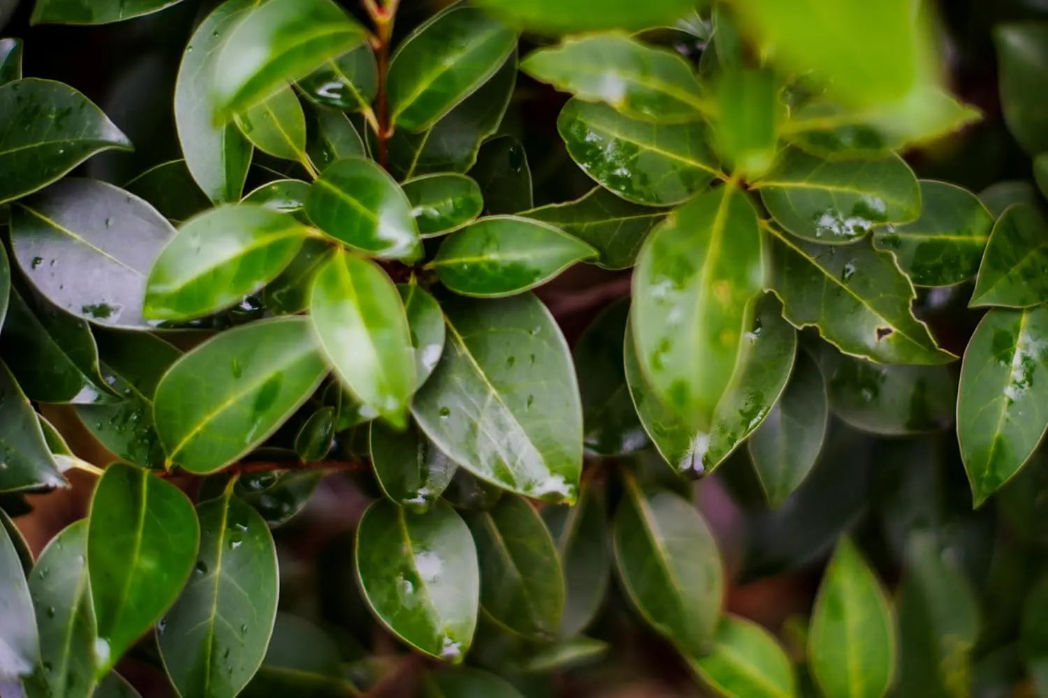 Gehölz Ligustrum lucidum, glänzender Liguster von Stauden Gänge, grüne Blätter und dichte Zweige, Nahaufnahme