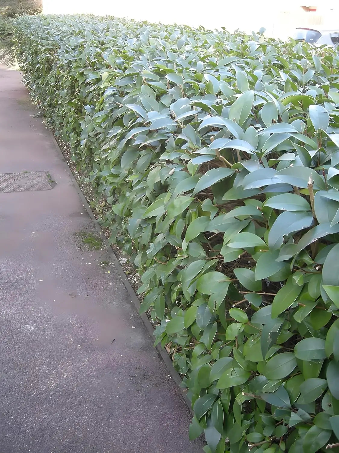 Glänzender Liguster (Ligustrum lucidum) als Gehölz, gepflegt und grün, von Stauden Gänge, Nahaufnahme des Blätterwerks