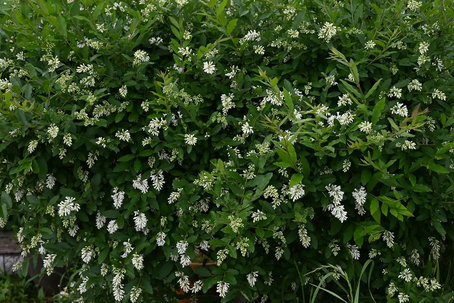Gehölz Ligustrum obtusifolium var. regelianum, dichter Buschiger Liguster, bei Stauden Gänge, grüne Blätter, Pflanzenbild