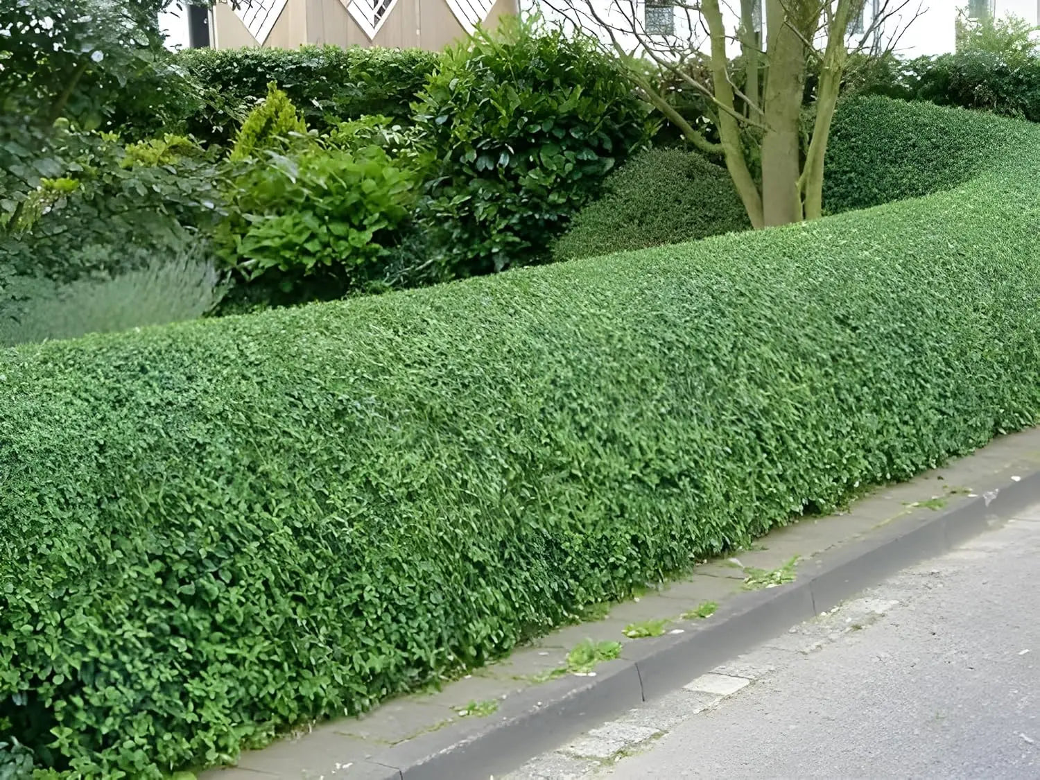 Buschiger Liguster Ligustrum obtusifolium var. regelianum, Gehölz, Stauden Gänge, grüne Blätter und buschige Form sichtbar