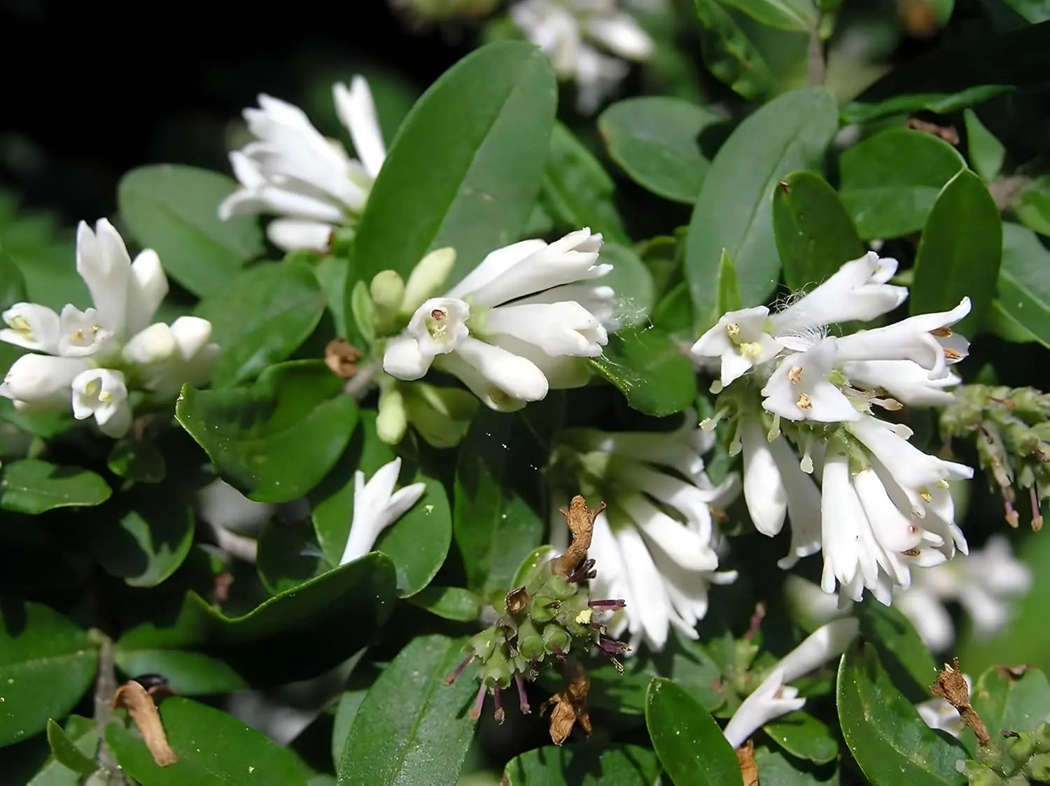 Buschiger Liguster Ligustrum obtusifolium var. regelianum, Gehölz von Stauden Gänge mit grünen Blättern, im Garten.