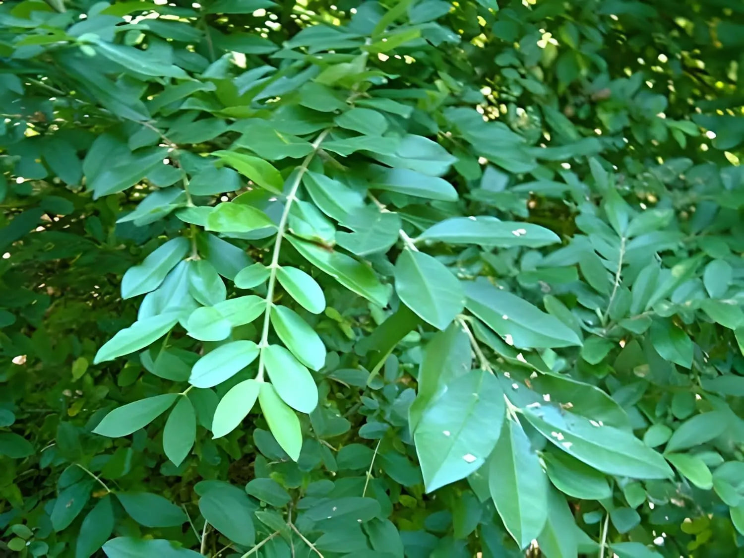 Buschiger Liguster, Ligustrum obtusifolium var. regelianum, Gehölz mit dichten, grünen Blättern, Stauden Gänge.