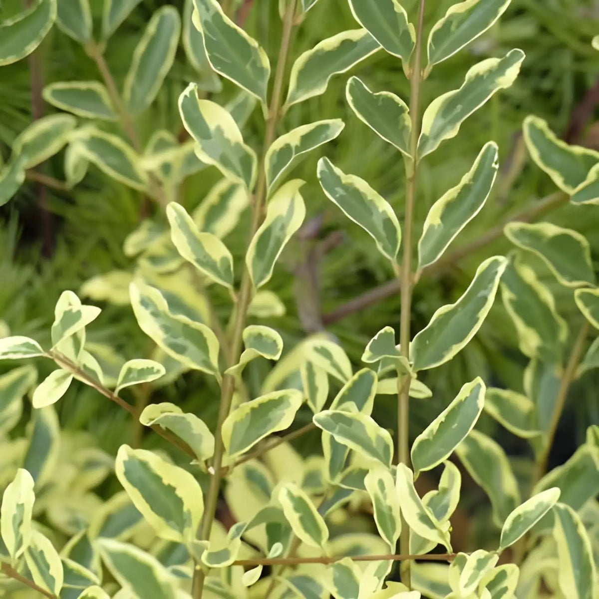 Weißbunter Liguster Ligustrum ovalifolium 'Argenteum', Gehölz mit cremeweißen Blättern, Stauden Gänge, natürliche Pflanze.