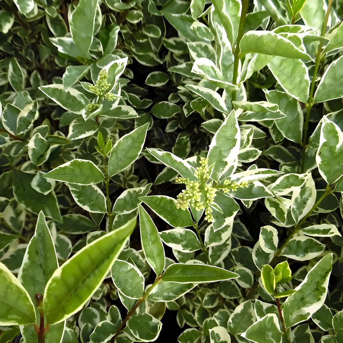 Weißbunter Liguster Ligustrum ovalifolium 'Argenteum' als Gehölz mit silber-weißen Blättern, Stauden Gänge.