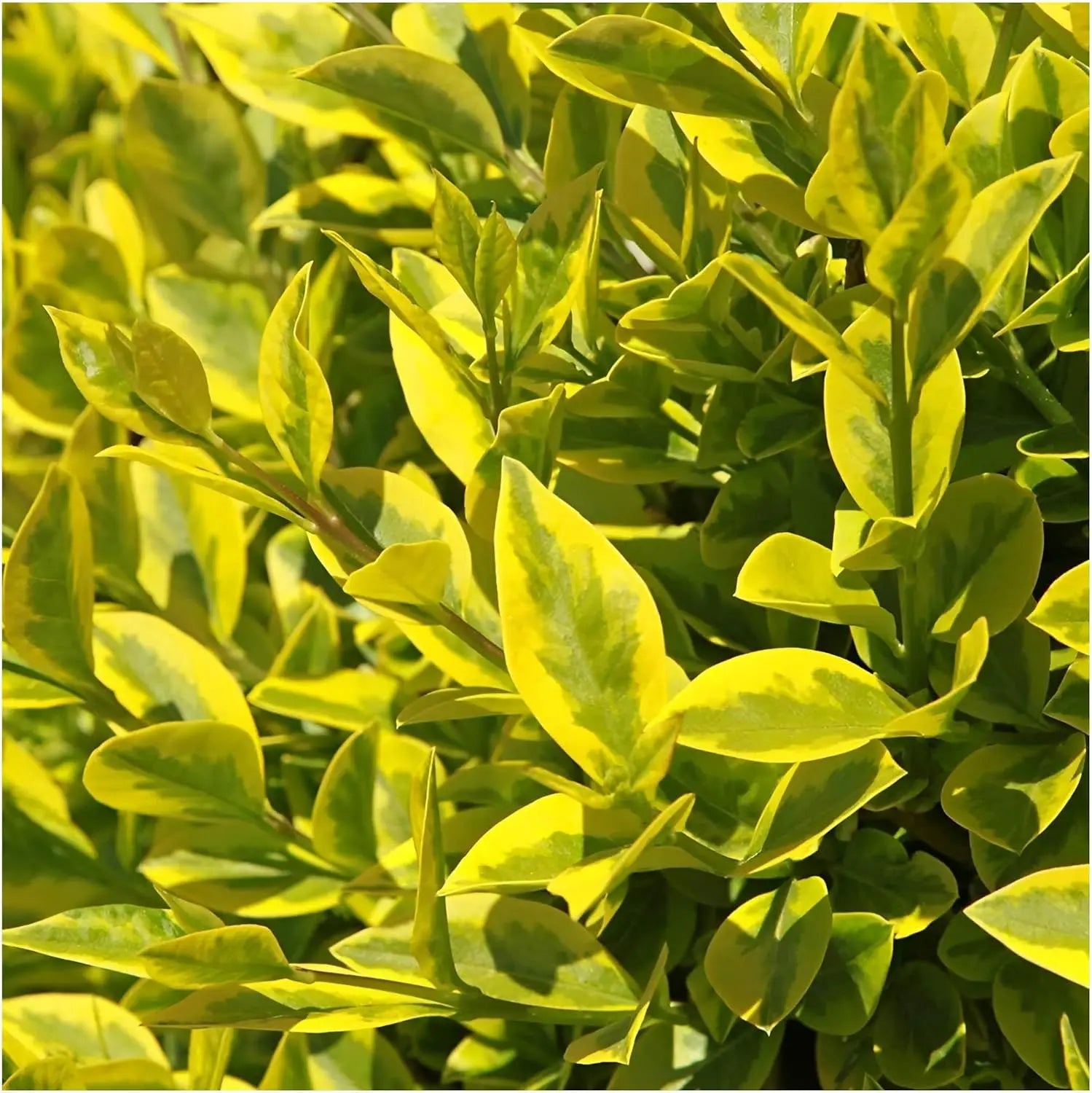 Goldliguster-Ligustrum ovalifolium 'Aureum' als Gehölz, mit goldgelben Blättern, von Stauden Gänge.