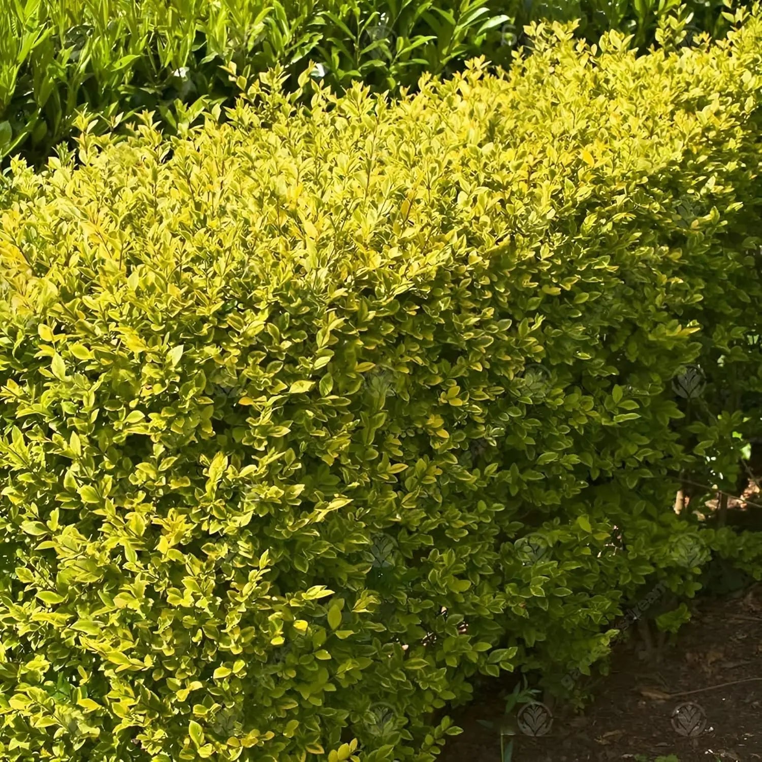 Goldliguster Ligustrum ovalifolium 'Aureum' als Gehölz, mit gelben Blättern, von Stauden Gänge.