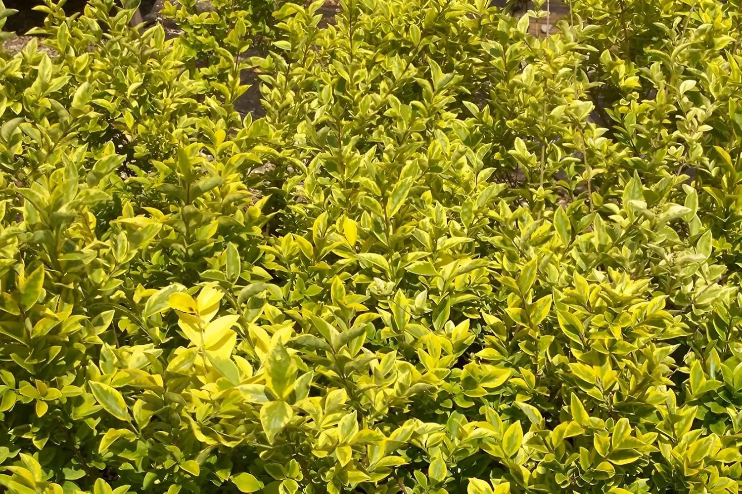 Goldliguster (Ligustrum ovalifolium 'Aureum') Gehölz von Stauden Gänge mit gelben Blättern und buschigem Wuchs.