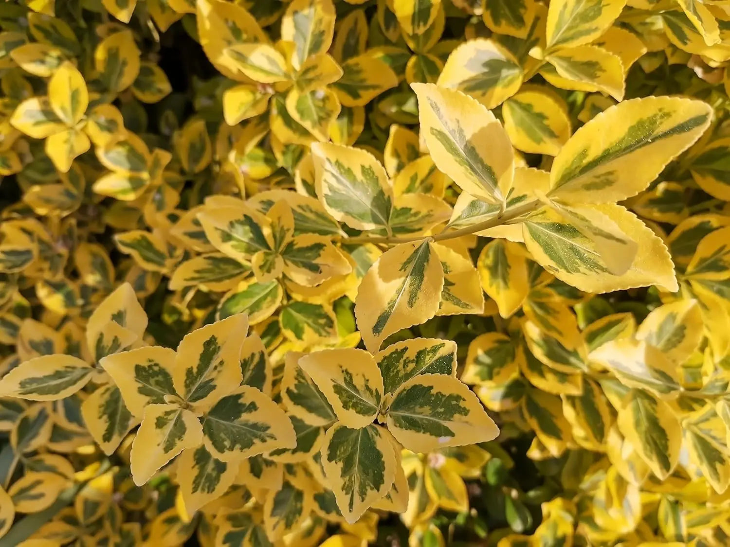 Goldliguster Ligustrum ovalifolium 'Aureum' Gehölz von Stauden Gänge mit goldgelben Blättern, gesunde Pflanze in Gartenumgebung