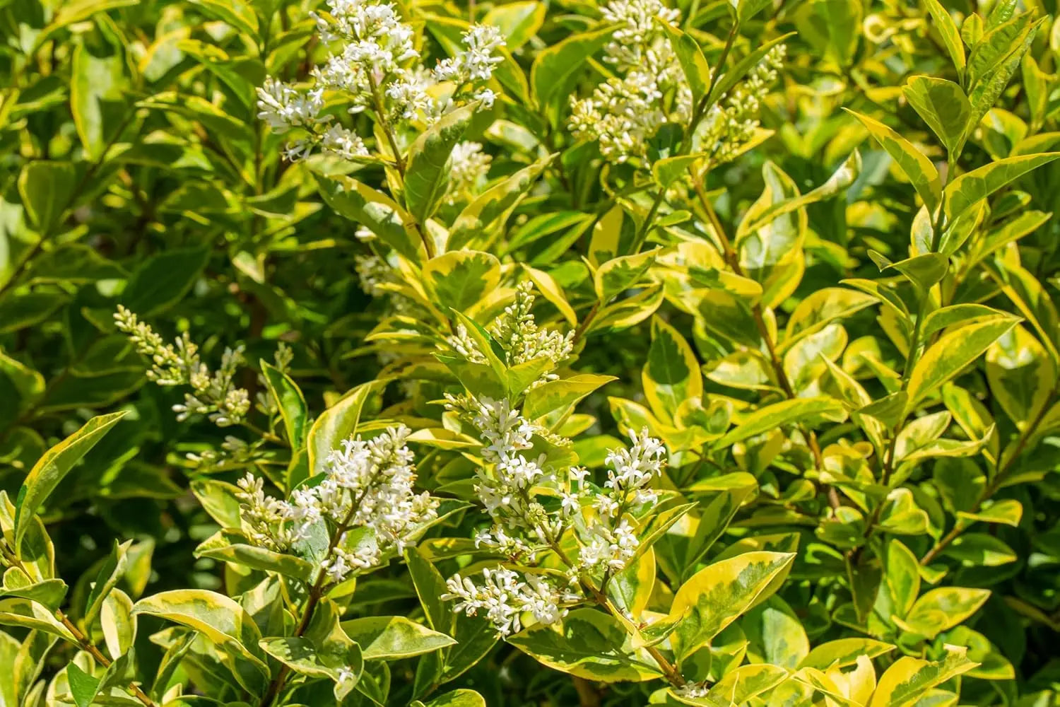 Goldliguster Ligustrum ovalifolium 'Aureum' Gehölz von Stauden Gänge mit goldgelben Blättern, frisch grünem Laub.