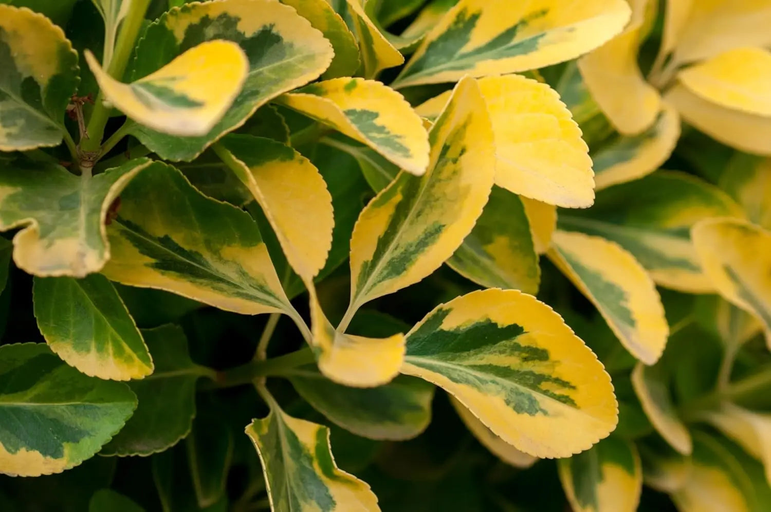 Goldliguster Ligustrum ovalifolium 'Aureum', Gehölz mit goldgelben Blättern, Stauden Gänge, dekoratives Ziergehölz
