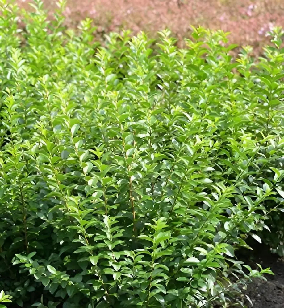Ovalblättriger Liguster 'Green Diamond' vom Stauden Gänge, grünes Gehölz mit ovalen Blättern im Garten.