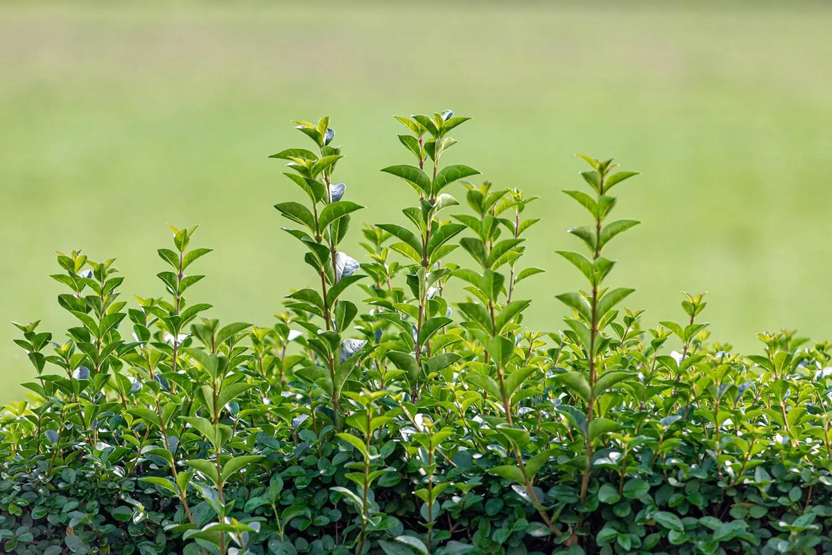 Ovalblättriger Liguster 'Green Diamond' vom Gehölz, dichtes grünes Laub, Stauden Gänge, ideal für Hecken und Sichtschutz