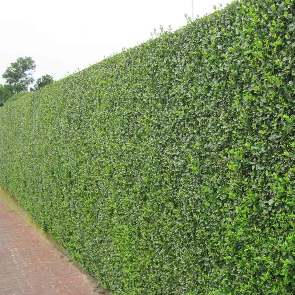 Ovalblättriger Liguster, Gehölz von Stauden Gänge, mit grünen ovalen Blättern, im Garten.