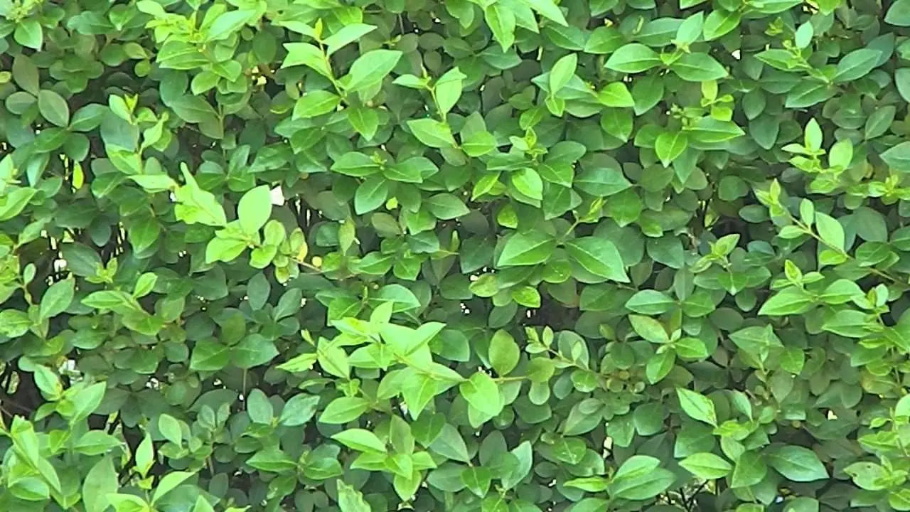 Ovalblättriger Liguster, Gehölz von Stauden Gänge, mit grünen ovalen Blättern, perfekt für Hecken und Gartengestaltung.