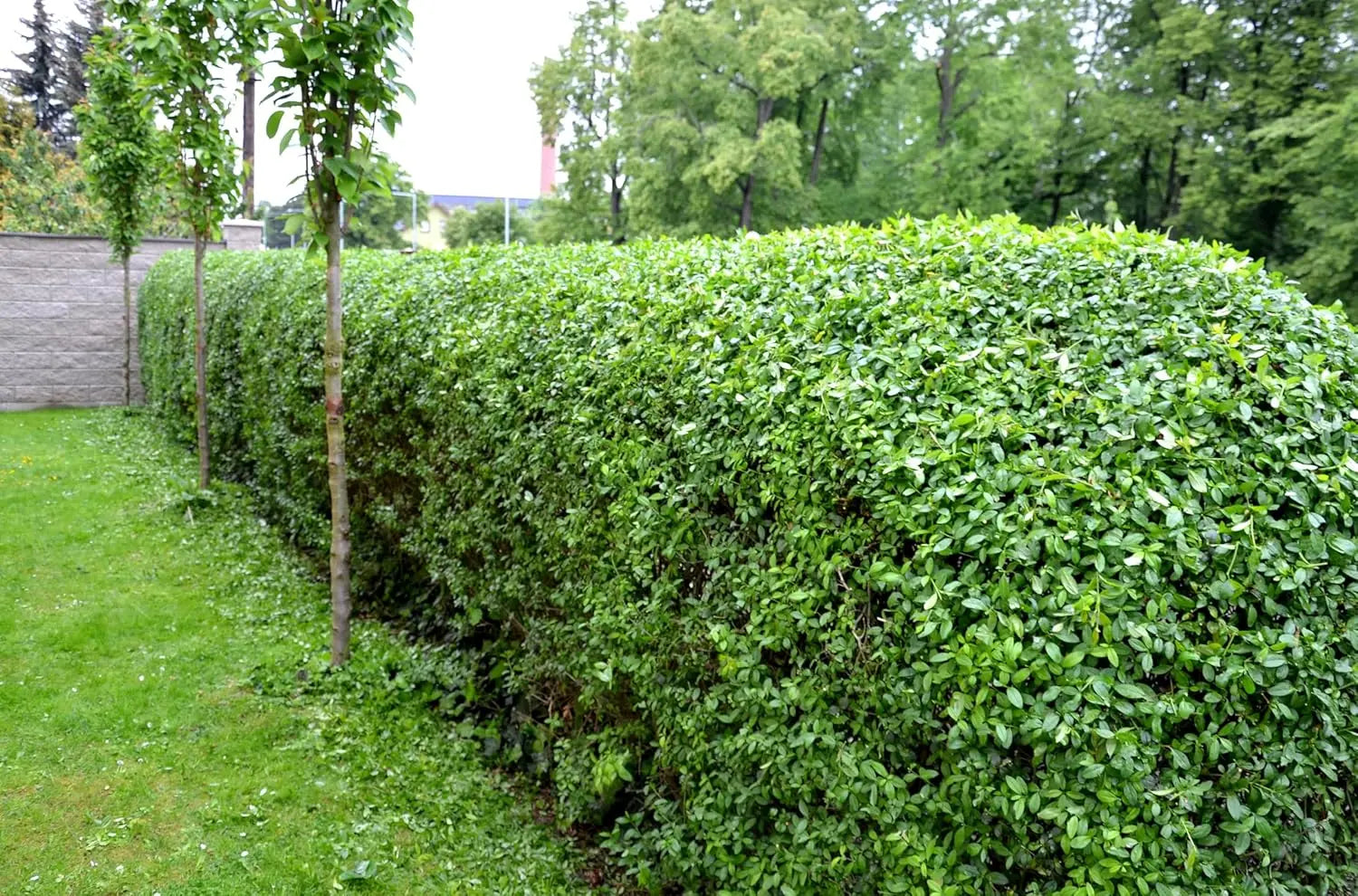 Ovalblättriger Liguster, Gehölz von Stauden Gänge, mit ovalen Blättern und dichter Wuchsform, grün und gesund.
