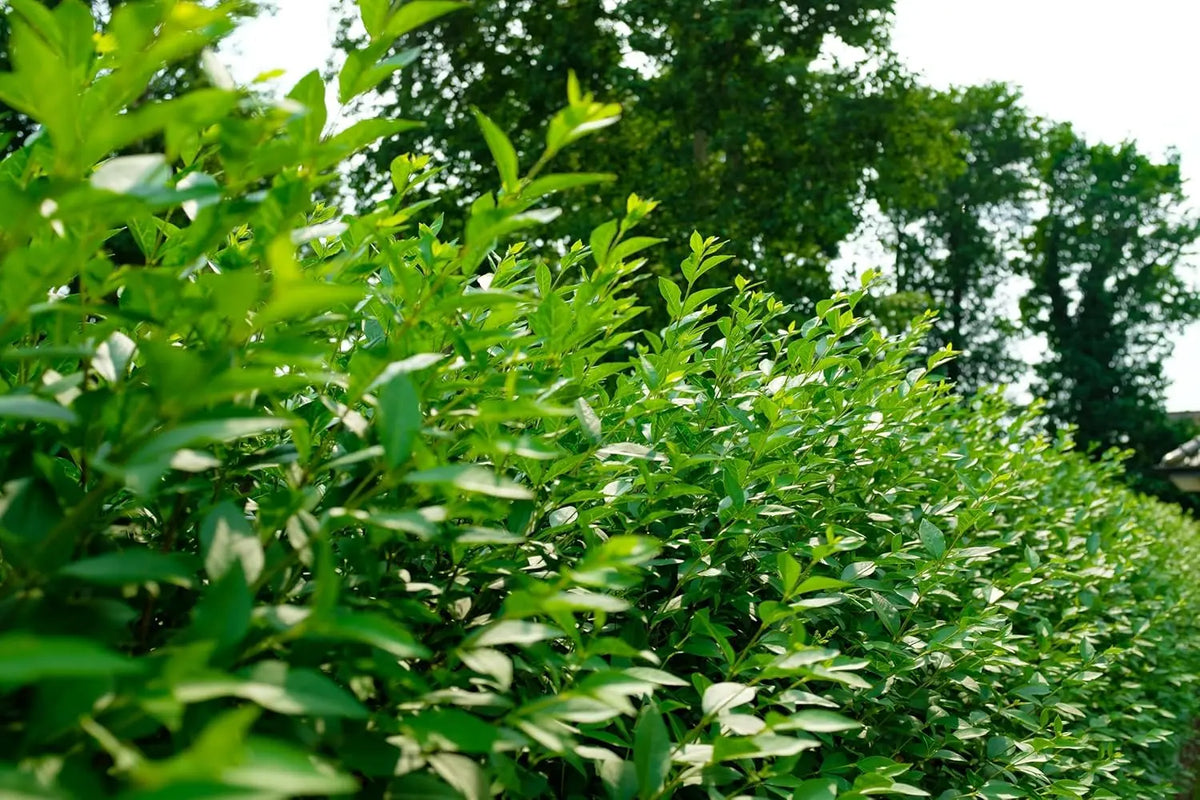 Schwarzgrüner Liguster Ligustrum vulgare 'Atrovirens' als Gehölz, grüne Blätter, dicht wachsend, bei Stauden Gänge.