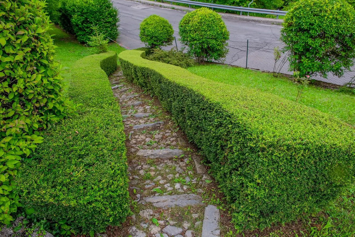 Lonicera nitida 'Elegant' Heckenmyrthe, grünes Gehölz mit kleinen Blättern, von Stauden Gänge für Hecken und Sichtschutz