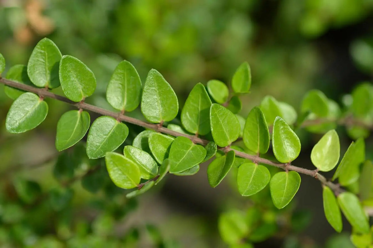 Lonicera nitida 'Elegant' Heckenmyrthe, grünes Gehölz mit kleinen Blättern, von Stauden Gänge fotografiert