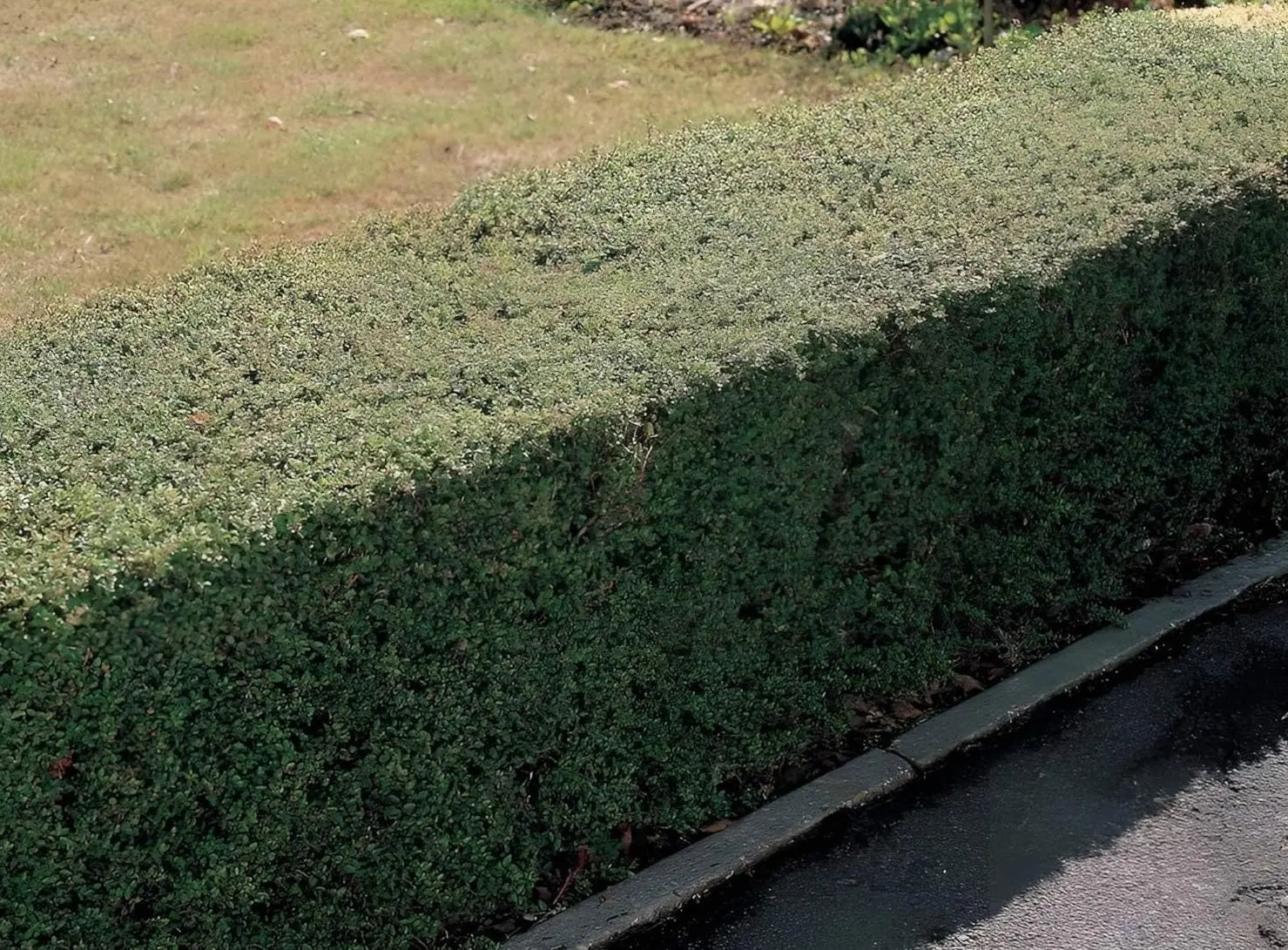 Lonicera nitida Heckenmyrthe als grünes Gehölz, von Stauden Gänge, mit dichtem Laub und kompakter Wuchsform.