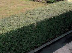 Lonicera nitida Heckenmyrthe als grünes Gehölz, von Stauden Gänge, mit dichtem Laub und kompakter Wuchsform.