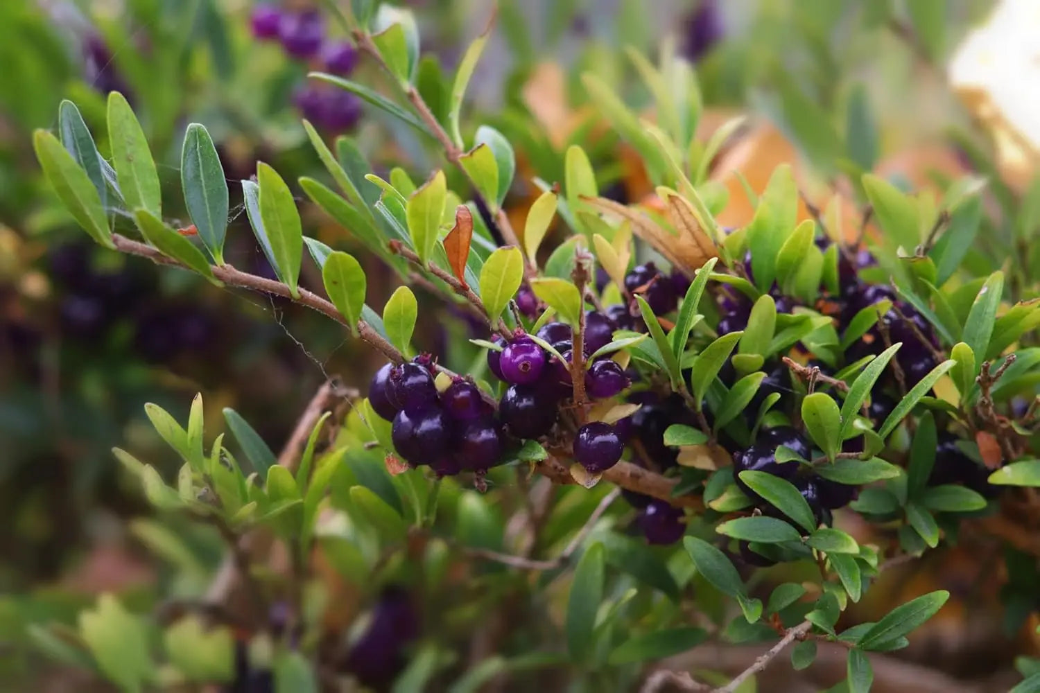 Lonicera nitida Heckenmyrthe, Gehölz von Stauden Gänge, frisch und grün mit dichten Blättern, ideal für Hecken und Gartengestaltung