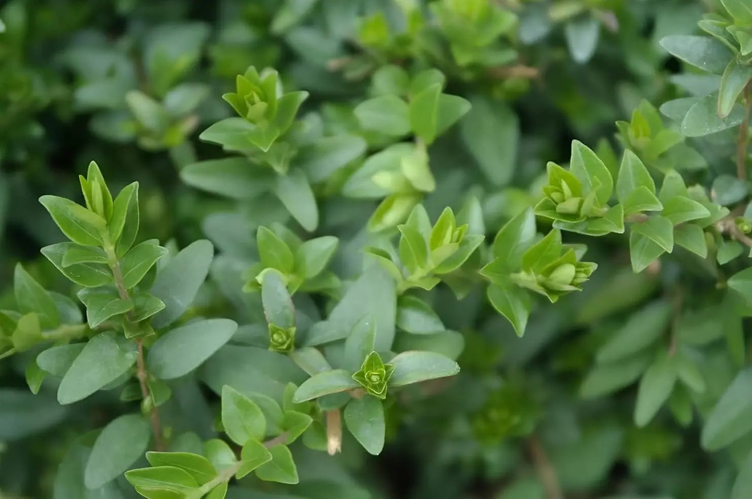 Lonicera nitida 'Maigrün', Heckenmyrthe, grünes Gehölz, dicht wachsend, Stauden Gänge, für Hecken und Gartengestaltung