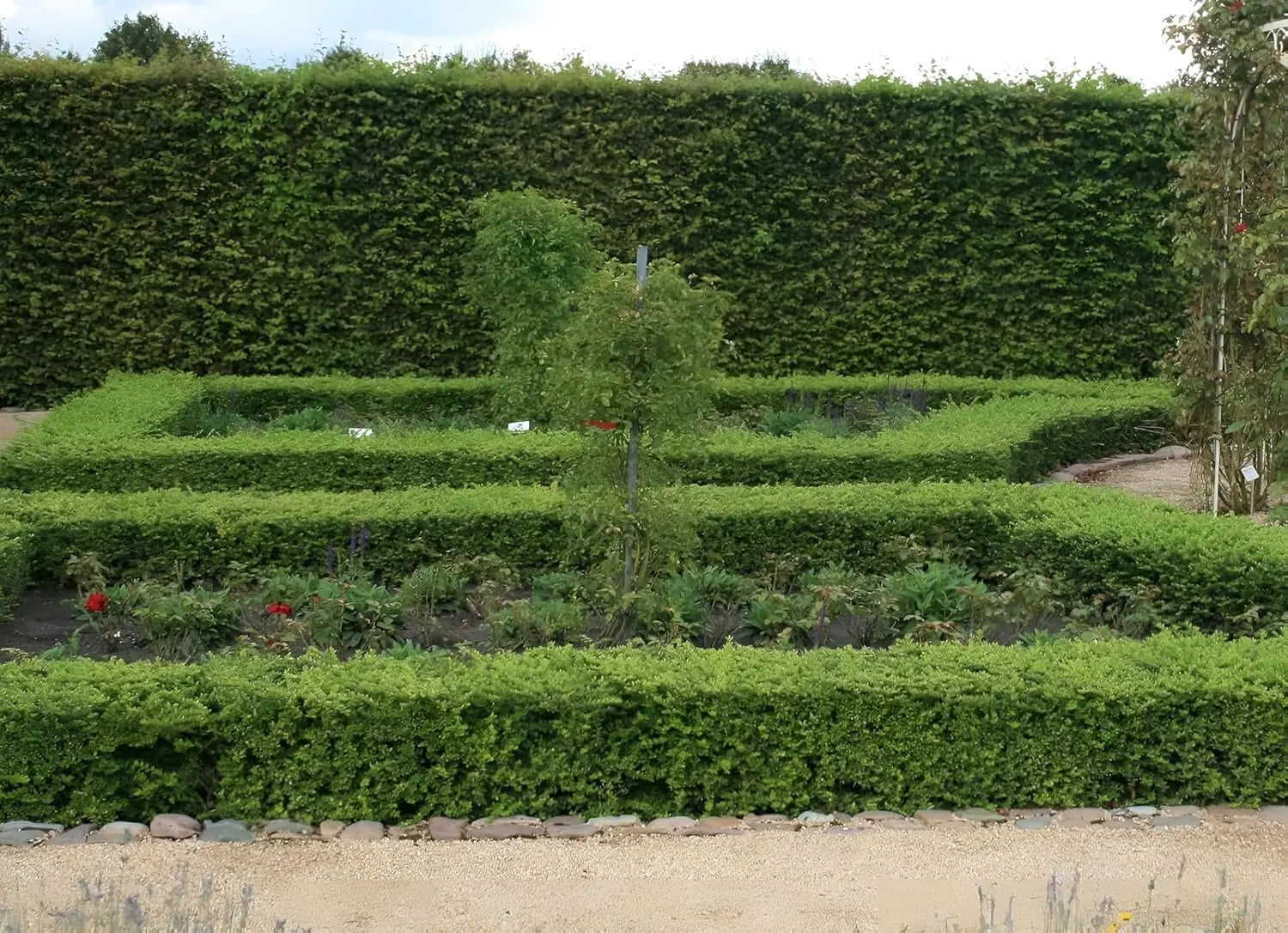 Lonicera nitida 'Maigrün', Heckenmyrthe, grünes Gehölz, dichter Strauch, Stauden Gänge, für Hecken und Gartengestaltung