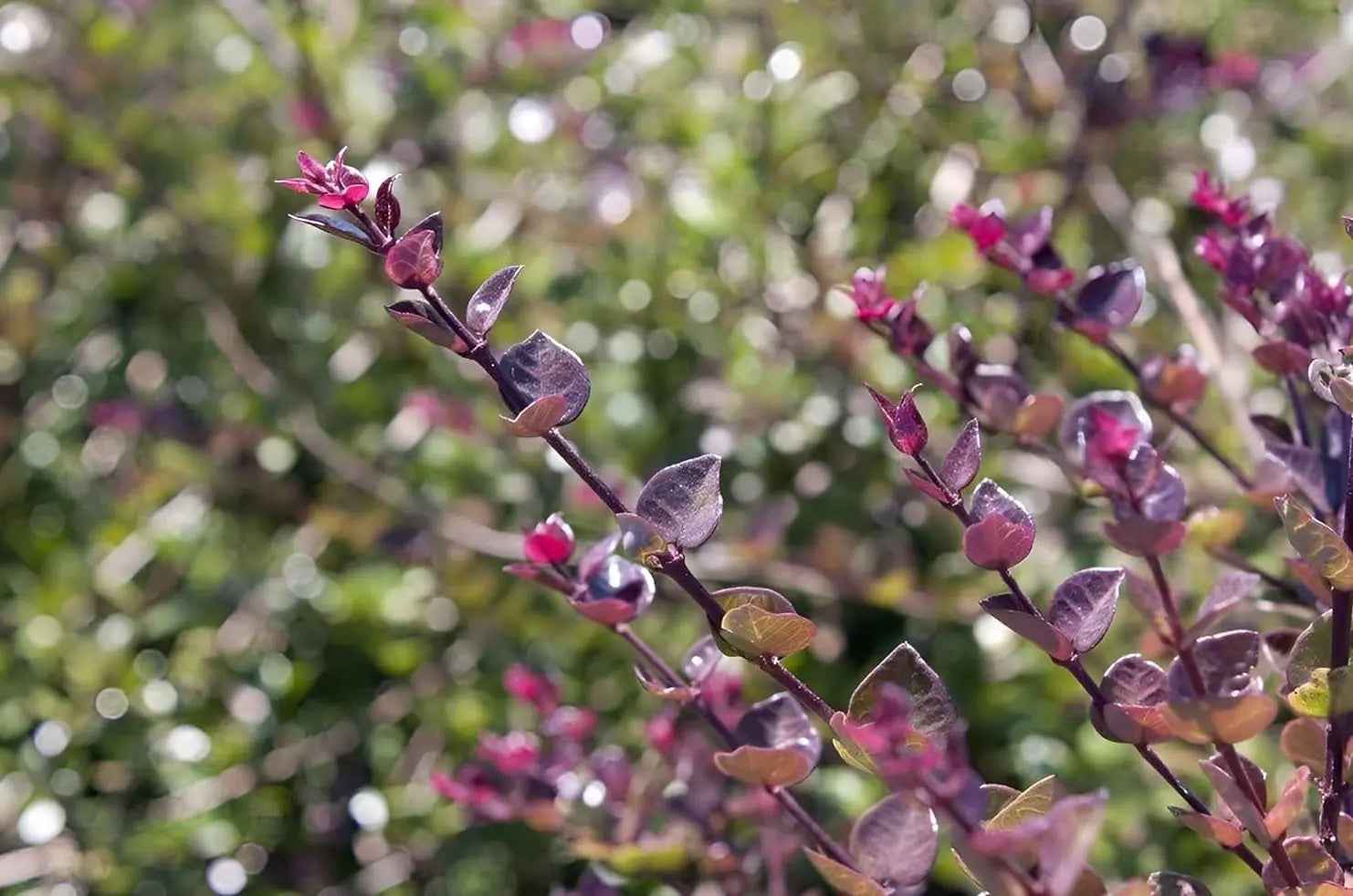 Lonicera nitida 'Red Tips', Heckenmyrthe, grünes Gehölz mit roten Blättern, ideal für Hecken, Stauden Gänge.