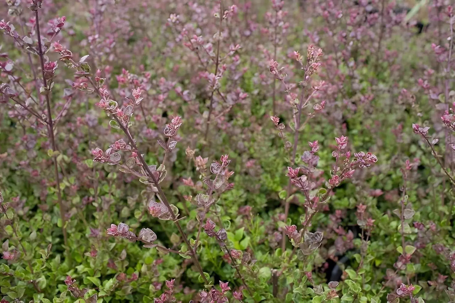 Lonicera nitida 'Red Tips' Gehölz, Heckenmyrthe mit grünen Blättern und roten Tipps, Stauden Gänge, Naturaufnahme